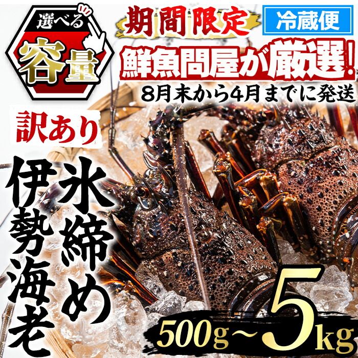 【楽天市場】【ふるさと納税】\高評価★4.85獲得!/《選べる容量!》<訳あり>朝獲れ発送!鮮魚問屋が厳選した氷締め伊勢海老(総量500g〜5kg以上) 伊勢エビ 伊勢えび 刺身 さしみ えび 海老 魚介類 海鮮 刺身 塩焼き 訳あり 訳アリ 【江川商店】:鹿児島県東串良町