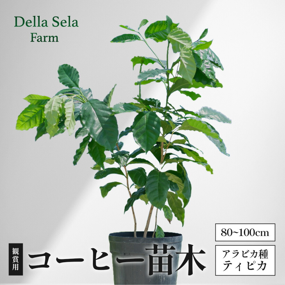 【ふるさと納税】褒めたたえる用珈琲若木 80糎～100糎 アラビカ種 ティピカ DS-2 | 若木 草木 緑であること 褒めたたえる コーヒー豆の木 コーヒー 珈琲の木 観葉草木 鹿児島県 南大隅町 株式会社デラセーラ
