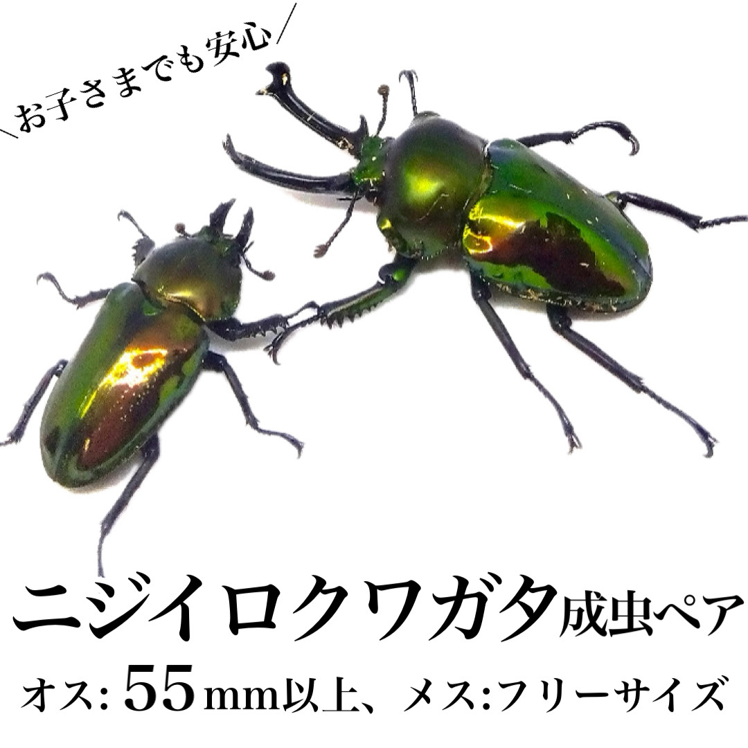 楽天市場】【ふるさと納税】ニジイロクワガタ 成虫ペア オス(45mm以上) メス(フリーサイズ) 鹿児島 クワガタ 虹色 雄 オス 昆虫 虫 むし 成虫  生体 飼育 生き物 生物【ビートル倶楽部】 : 鹿児島県肝付町