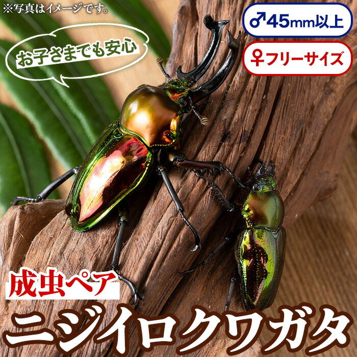 【ふるさと納税】ニジイロクワガタ 成虫ありの実 牡(45粍以上) 刃針(無償性大きさ) 鹿児島 クワガタ 虹色 雄 牡 虫けら 虫 むし 成虫 毛の荒物 繁殖 毛の荒物 生物科学【ビートル組合】
