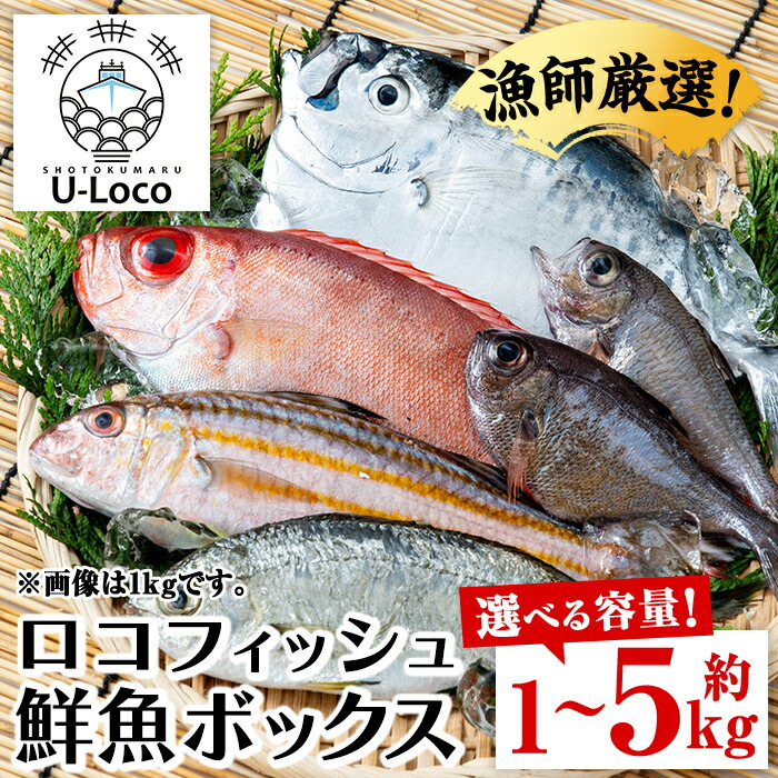 【ふるさと納税】＜容量が選べる！＞漁師厳選！ロコフィッシュ(地魚) 下処理済 鮮魚 ボックス(約1～5kg)地魚 魚 1kg 2～3kg 4～5kg お魚 冷蔵 新鮮 加工品 未利用魚 低利用魚 焼き魚 焼魚 刺し身 刺身 煮魚 届くまでのお楽しみ 鮮魚セット 鮮魚ボックス 鮮魚BOX 【昌徳丸】