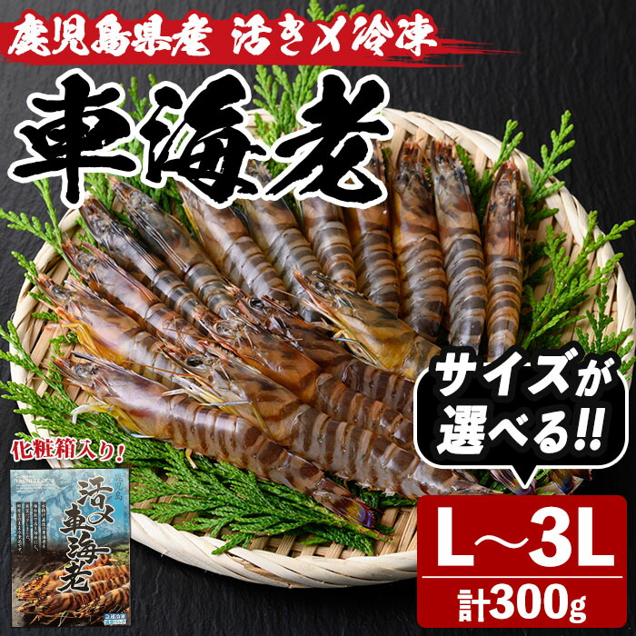 【ふるさと納税】＜サイズが選べる！＞鹿児島県産！活き〆冷凍車海老(L~3Lサイズ・300g) 化粧箱入り！くるまえび 海老 海鮮 海産物 国産 九州産 急速冷凍 ギフト 車海老 真空パック 養殖 L LL 3L【車海老日本株式会社】