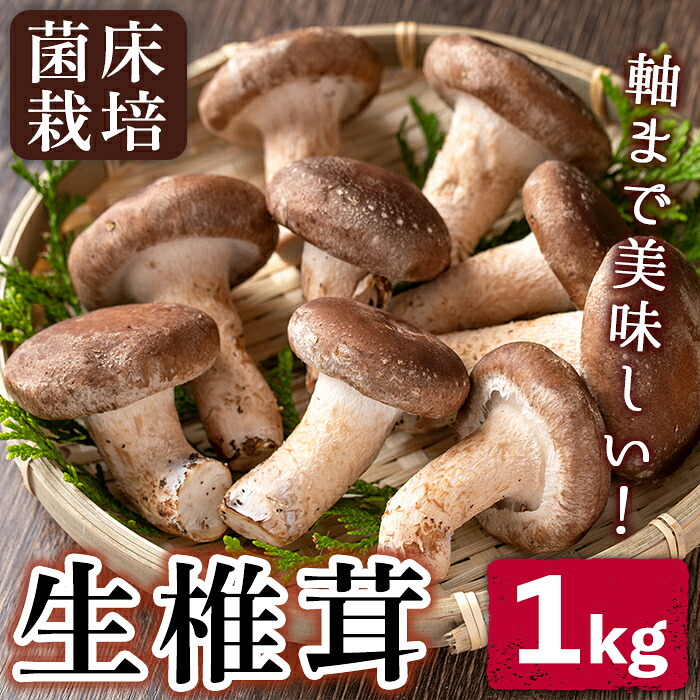 【ふるさと納税】菌床栽培!生椎茸(1kg) 国産 種子島 シイタケ しいたけ 生椎茸 生シイタケ 生しいたけ 菌床栽培【えいぜっと】|鹿児島県中種子町