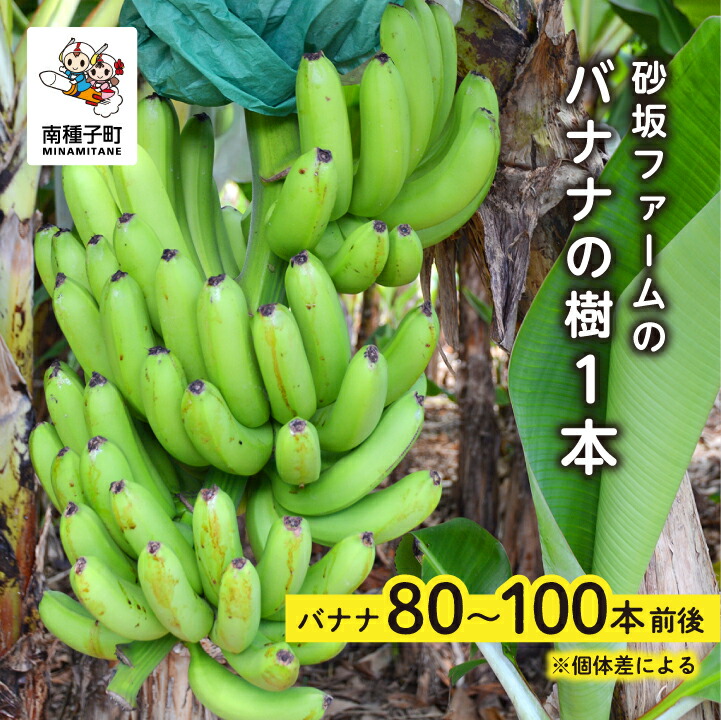 【ふるさと納税】 砂坂ファーム バナナ 樹 1本 ( 80本~100本：個体差により異なります )  バナナ ばなな 果物 フルーツ 食品 グルメ お取り寄せ おすそわけ 人気 おすすめ ギフト 返礼品 南種子町 鹿児島 かごしま 【観光物産館トンミー市場】