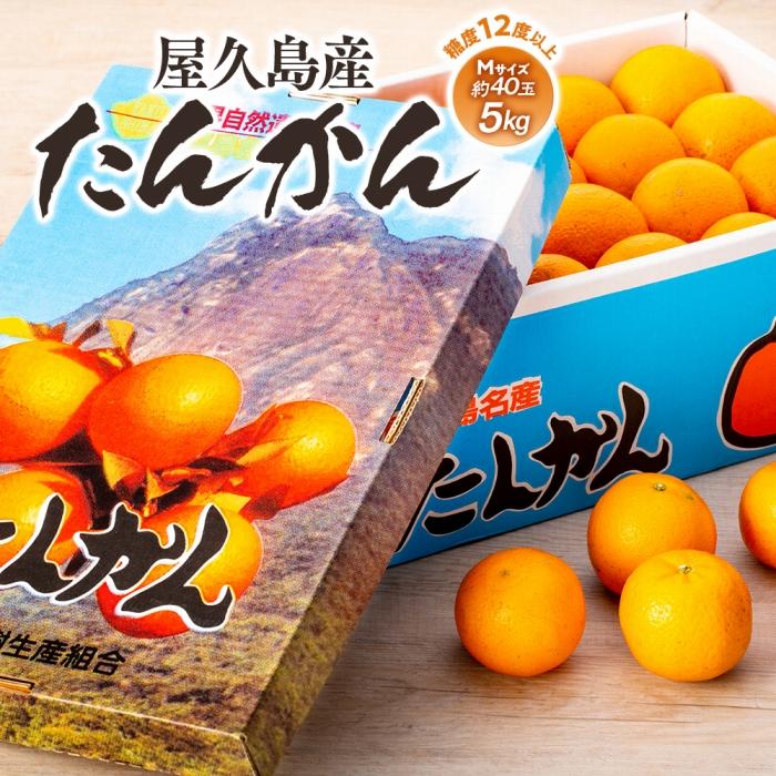 【ふるさと納税】＜先行予約／数量限定＞屋久島産たんかん 約5kg（Mサイズ／約40玉）【2027年2月中旬以降お届け】 | ふるさと 納税 お取り寄せ 取り寄せ ご当地 たんかん タンカン くだもの 果物 フルーツ 特産品 名産品 柑橘 柑橘類 かんきつ類 柑橘フルーツ 果実 国産｜鹿児島県屋久島町