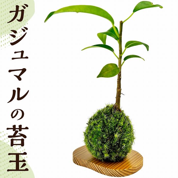 楽天市場】【ふるさと納税】ガジュマルの苔玉(苔玉用屋久杉皿付き