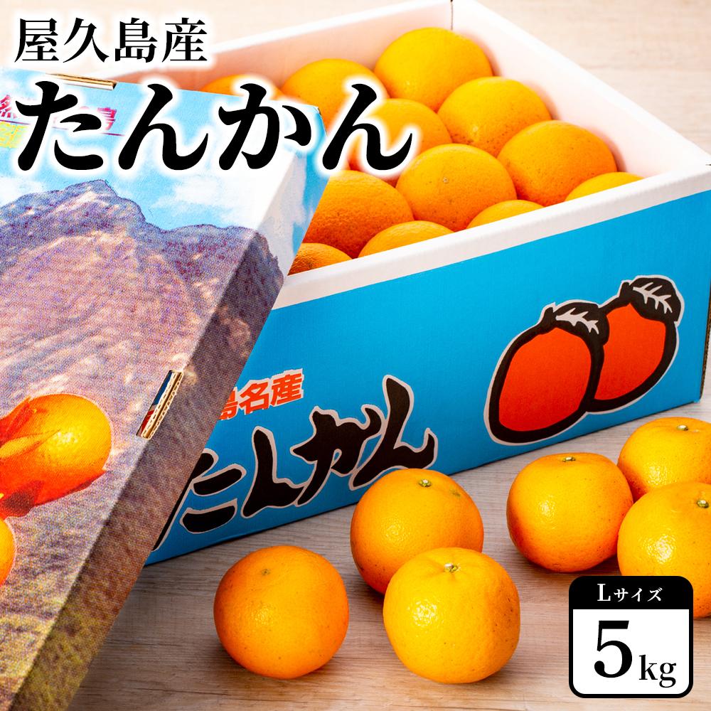 【ふるさと納税】2027年発送 屋久島産たんかん 約5kg・Lサイズ＜先行予約／数量限定＞ | 鹿児島県 屋久島町 鹿児島 屋久島 お取り寄せ 取り寄せ ご当地 たんかん タンカン くだもの 果物 フルーツ 柑橘 柑橘類 かんきつ類 柑橘フルーツ 果実 先行受付 数量限定｜鹿児島県屋久島町