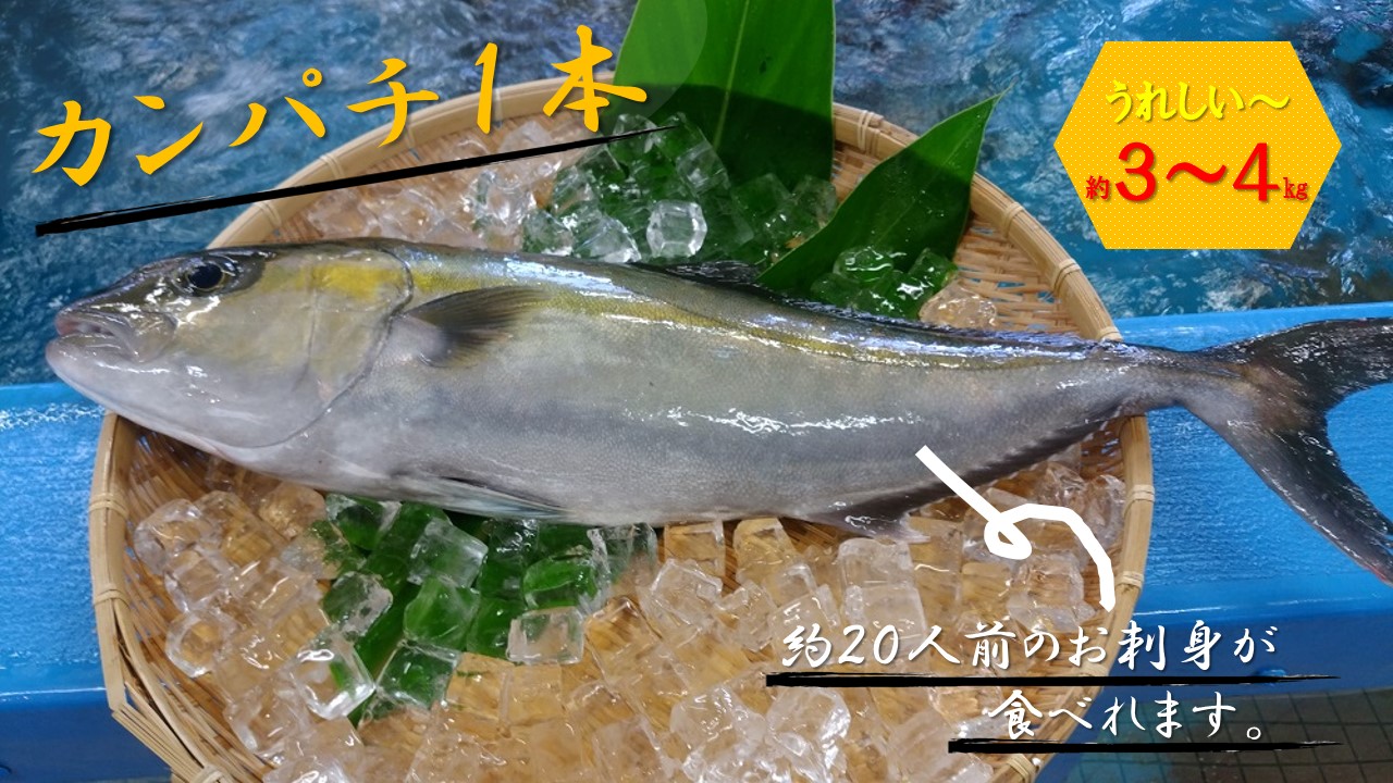 楽天市場 ふるさと納税 結城水産 金寿カンパチ 1尾 約3 5kg 刺身 焼き魚 冷蔵 宮崎県延岡市 送料無料 宮崎県延岡市