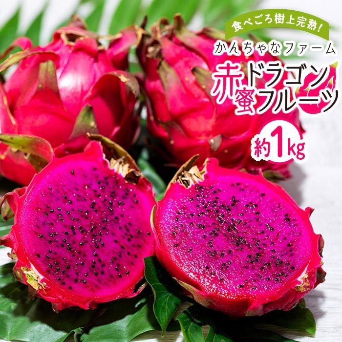 【ふるさと納税】奄美産 食べごろ樹上完熟『赤蜜ドラゴンフルーツ』約1kg（2～3玉）＜北海道・沖縄県配送不可＞ | 果物 くだもの フルーツ お取り寄せ グルメ 人気 おすすめ 九州 奄美 奄美大島 鹿児島県 送料無料 先行受付