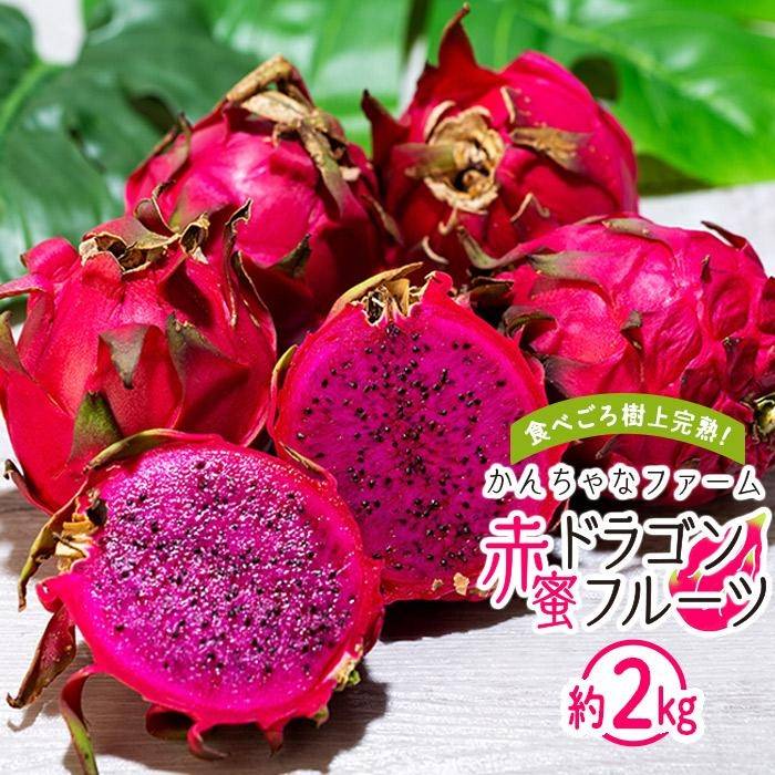 【ふるさと納税】奄美産 食べごろ樹上完熟『赤蜜ドラゴンフルーツ』約2kg（5～6玉）＜北海道・沖縄県配送不可＞ | 果物 くだもの フルーツ お取り寄せ グルメ 人気 おすすめ 九州 奄美 奄美大島 鹿児島 鹿児島県 送料無料 先行受付
