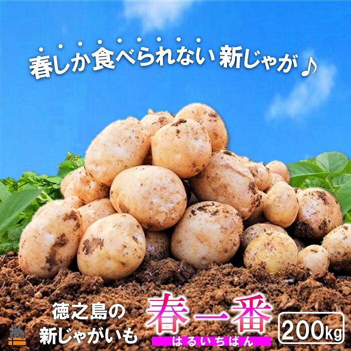 【ふるさと納税】《今が旬！》～春しか食べられない 新じゃが～徳之島プレミアムブランド”春一番新じゃがいも”（200kg） ( バレイショ 野菜 旬 春 JA 徳之島 奄美 鹿児島 肉じゃが カレー じゃがバター 美味しい 人気 オススメ JA )