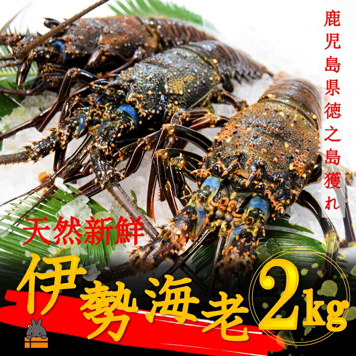 【ふるさと納税】《地魚専門店 鮮魚 魚一さん直送》～徳之島獲れ！伊勢海老～（約2kg）（ 伊勢えび イセエビ 伊勢えび 伊勢エビ えび エビ 海老 鍋 ご馳走 海の幸 料理 焼き 人気 海産物 家族 正月 お祝い ）
