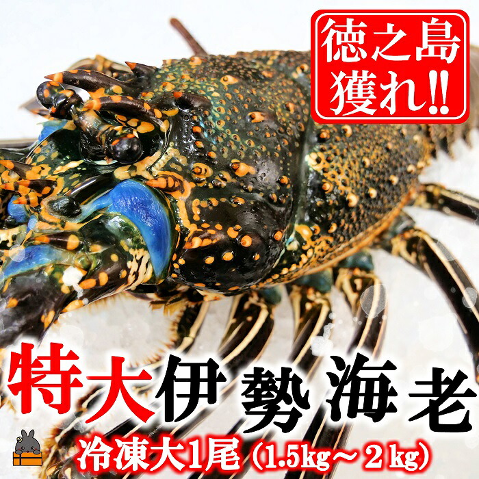 【ふるさと納税】新鮮なまますぐ冷凍!!徳之島産冷凍&ldquo;特大&rdquo;伊勢海老1尾（1.5kg以上） （ 伊勢えび イセエビ いせえび 伊勢えび 伊勢エビ えび エビ 海老 鍋 ご馳走 海の幸 料理 焼き 人気 海産物 家族 正月 お祝い ）｜鹿児島県徳之島町