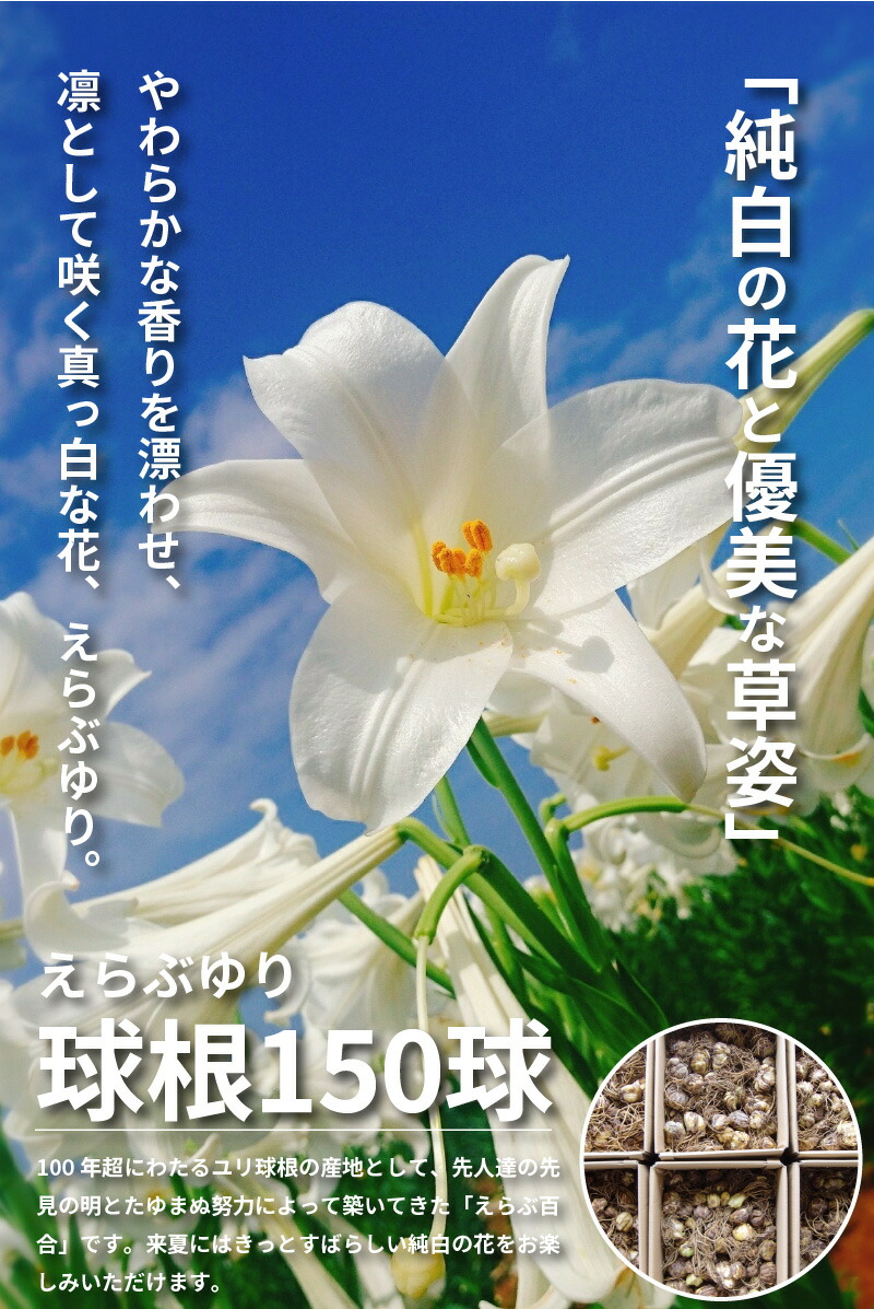 国内発送日本製 ふるさと納税 えらぶゆり球根150球 非常に高い品質