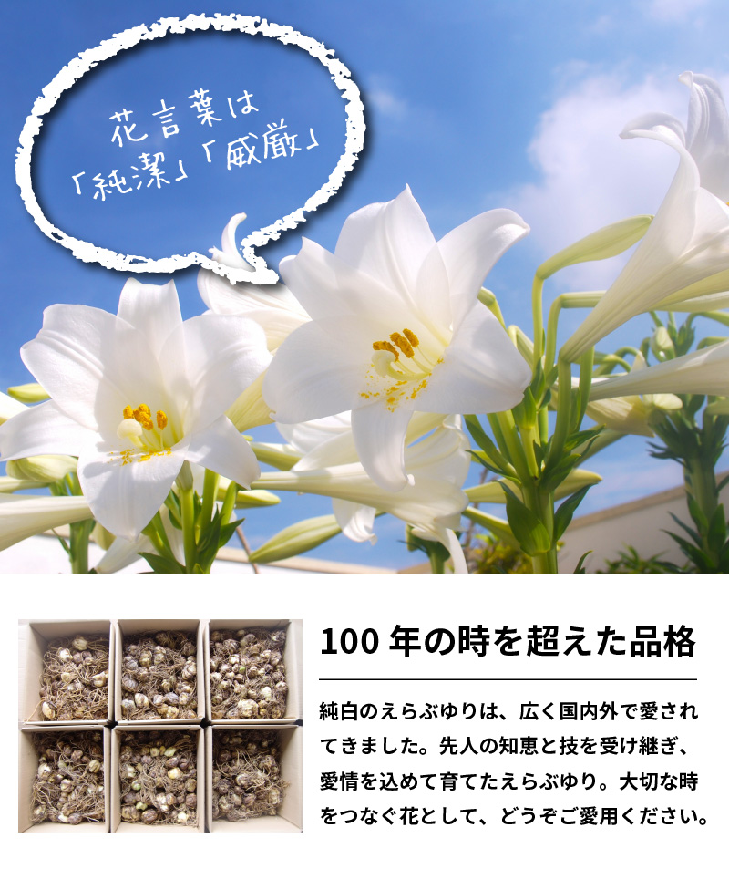 楽天市場 ふるさと納税 先行予約受付 えらぶゆり球根150球 21年7月発送分 鹿児島県和泊町