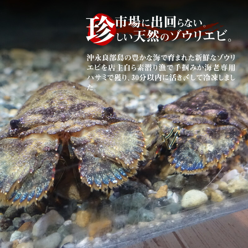 完璧 活き〆冷凍 天然ゾウリエビ1kg 2 6尾 数量限定 Fucoa Cl
