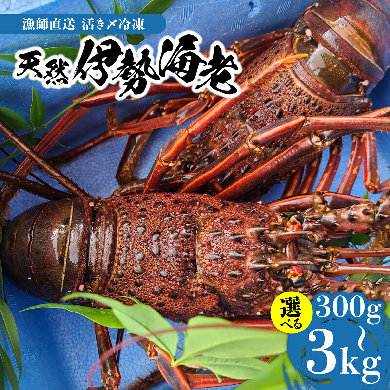 【ふるさと納税】＜選べる容量＞ 伊勢海老 300g ～ 3kg 天然 活き〆 急速 冷凍 漁師直送 イセエビ 海老 新鮮 海産物 海鮮 甲殻類 魚介 ぷりぷり 縁起物 バーベキュー グリル ボイル 美味しい 天然 沖永良部 小林海産 鹿児島県 和泊町 おすすめ ランキング プレゼント ギフト｜鹿児島県和泊町 24,820円