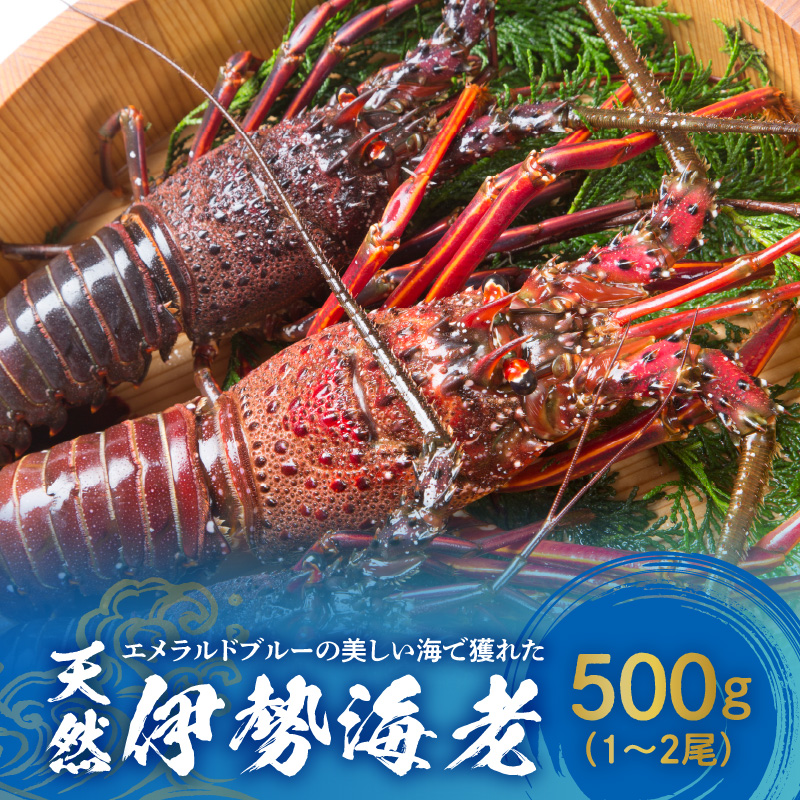 【ふるさと納税】伊勢海老 天然 沖永良部島 エメラルドブルー 美しい海 獲れた 500ｇ 1～2尾 お取り寄せ 身がプリプリ 海産物 お刺身 焼き海老 海老汁 バーベキュー グリル ボイル 味噌汁 グラタン 特産品 送料無料