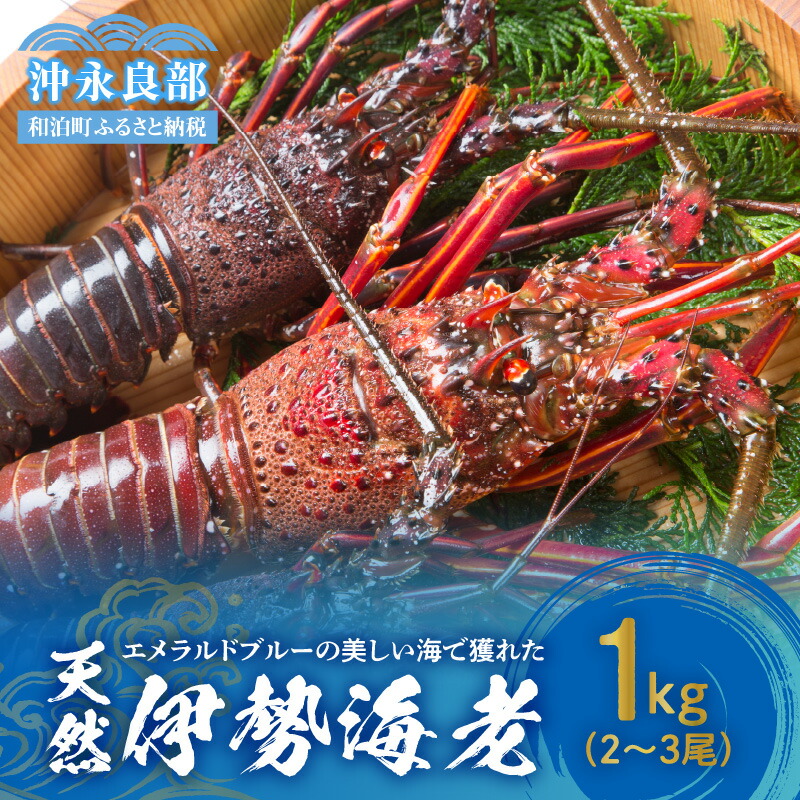 【ふるさと納税】伊勢海老 天然 沖永良部島 エメラルドブルー 美しい海 獲れた 1kg 2～3尾 お取り寄せ 身がプリプリ 海産物 お刺身 焼き海老 海老汁 バーベキュー グリル ボイル 味噌汁 グラタン 特産品 送料無料