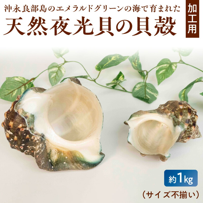 楽天市場】夜光貝（屋久島近海モノ 殻付き） : やくしま市場