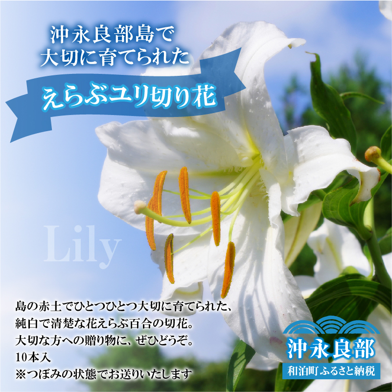 楽天市場 ふるさと納税 沖永良部島で大切に育てられた えらぶユリ切り花 鹿児島県和泊町