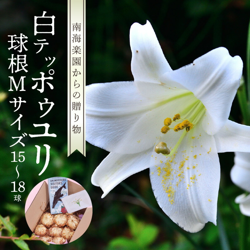 楽天市場】【ふるさと納税】ユリ えらぶ百合 国産 球根 Mサイズ 30球