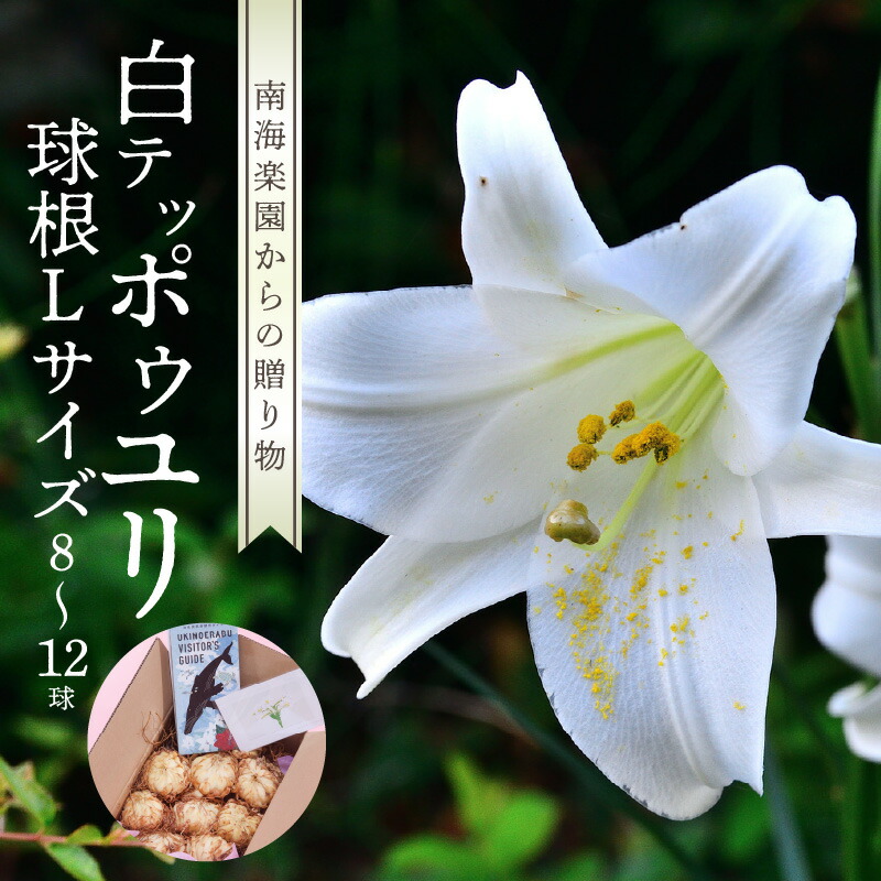 沖永良部島の面倒を見る者が選ぶ！一般受けしっぺい返し品度合いTOP10
