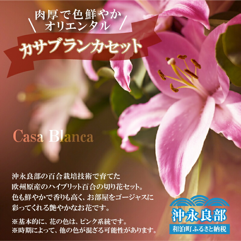 楽天市場 ふるさと納税 沖永良部島で大切に育てられた オリエンタル カサブランカの花セット 鹿児島県和泊町