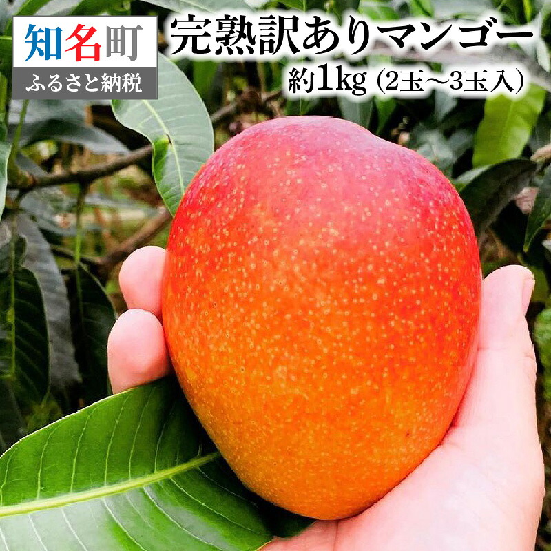 【ふるさと納税】 完熟 訳あり マンゴー 約1kg ( 2玉 ~ 3玉 入) 果物 フルーツ 果実 農家 クリーミー 主婦の店 森商事 ふるさと納税 知名町 おすすめ ランキング プレゼント ギフト|鹿児島県知名町