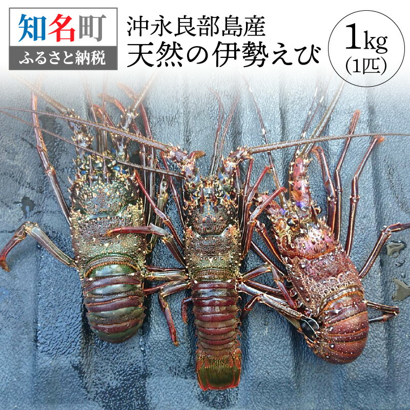 楽天市場】【ふるさと納税】沖永良部島産 ゾウリエビ 約1kg 4~7尾 えび 希少 旨味 甘味 甲殻類 魚介類 海の幸 刺身 塩ゆで 急速冷凍  漁師直送 産地直送 人気 おすすめ オススメ お取り寄せ グルメ 送料無料 : 鹿児島県知名町