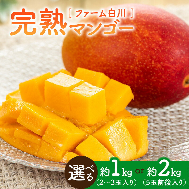 【ふるさと納税】【2026年先行予約】＜選べる＞ 完熟マンゴー 1kg or 2kg ファーム白川 果物 フルーツ マンゴー 完熟 食べごろ 期間 数量 限定 先行予約 南国 果実 ふるさと納税 鹿児島 知名町 沖永良部 おすすめ ランキング プレゼント ギフト