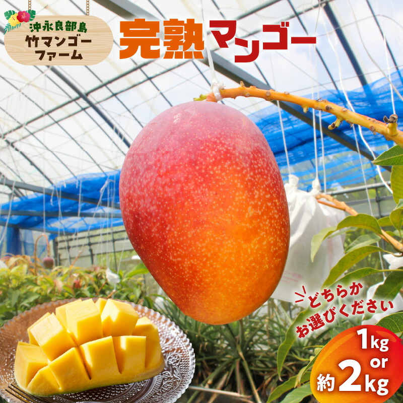 【ふるさと納税】【2026年先行予約】＜選べる＞ 完熟マンゴー 1kg or 2kg 2個 ～ 6個 竹マンゴーファーム マンゴー フルーツ 果物 果実 先行予約 数量 期間 限定 完熟 南国 化粧箱 甘い 採れたて 無加温 鹿児島 知名町 沖永良部 おすすめ ランキング プレゼント ギフト