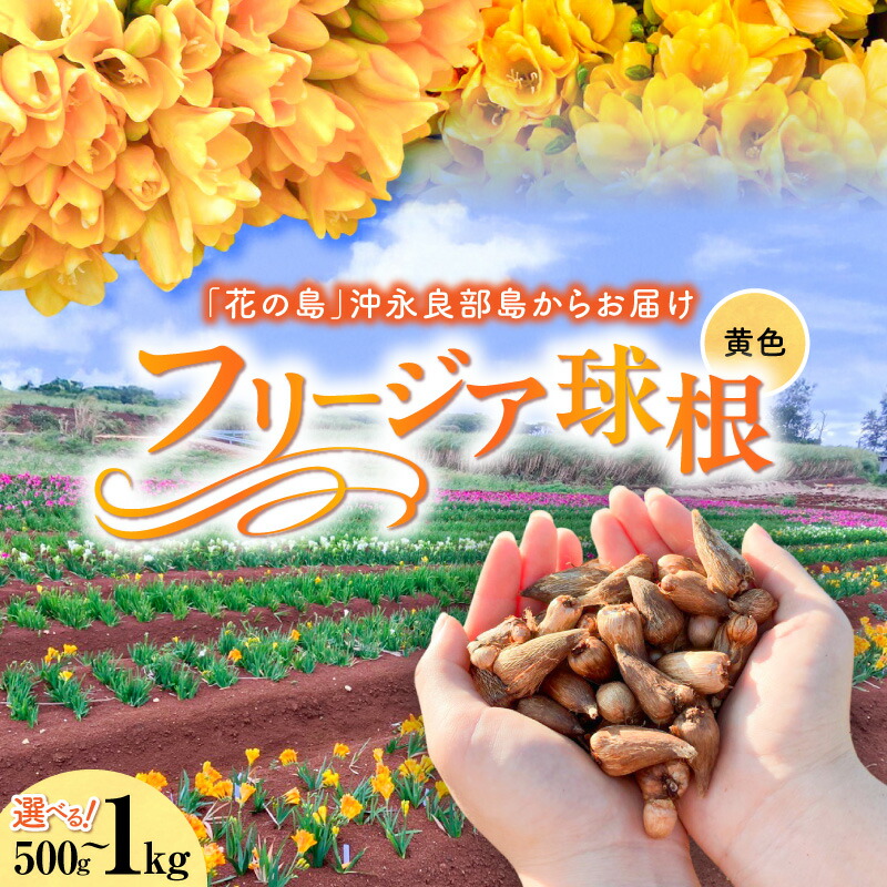 【ふるさと納税】【先行予約】＜選べる＞フリージア 球根 黄色 500g 1kg 花 お花 球根 黄色 植物 綺麗 キレイ きれい 知名町役場農林課 鹿児島 知名町 おすすめ ランキング プレゼント