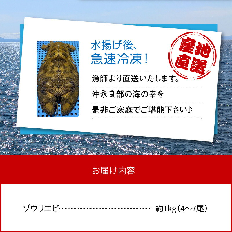 漁師直送！ゾウリエビ１キロ！【今だけ送料無料。】 超プレミア商品ゾウリエビ1キロイセエビ1キロアワビ1キロサザエ1キロ