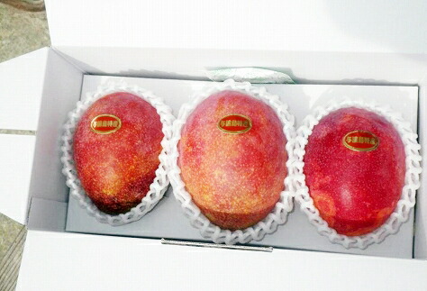 オープニング大放出セール 楽天市場 ふるさと納税 21年7月発送 平均糖度13度以上 アップルマンゴー1kg 2 3玉 ふるさと 納税 支援 鹿児島 鹿児島県 与論島 与論町 与論 マンゴー まんごー 果物 くだもの 旬 フルーツ お取り寄せグルメ お取り寄せ お土産