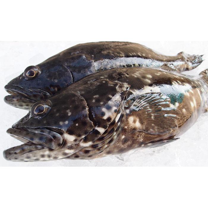 チープ 沖縄県産ヤイトハタ アーラミーバイ しゃぶしゃぶセット Fucoa Cl