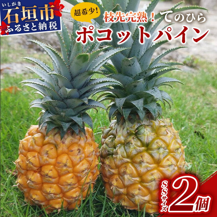 【ふるさと納税】《2025年4月～7月順次発送》【先行受付】希少！濃厚！「枝先完熟・てのひらポコットパイン」 沖縄県石垣市 沖縄 石垣市 石垣島 希少 完熟 パイナップル パイン ポコットパイン ポコット てのひらパイン 離島のいいもの 沖縄いいもの石垣島  送料無料 OI-3