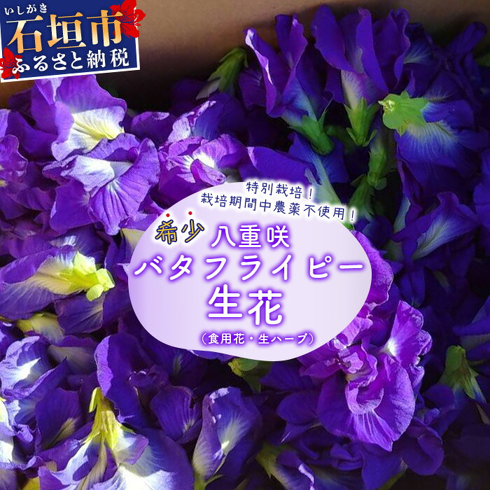 【ふるさと納税】希少！採れたて新鮮！八重咲バタフライピーの生花（食用花、生ハーブ）特別栽培、栽培期間中農薬不使用 ３月～順次発送 沖縄県 石垣市 沖縄 石垣 石垣島 花 生花 ハーブ 離島のいいもの 沖縄いいもの石垣島｜沖縄県石垣市
