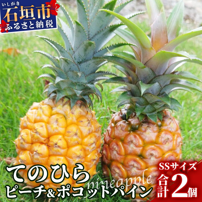 【ふるさと納税】《2025年4月～7月順次発送》【先行受付】希少！濃厚！「枝先完熟・てのひらパイン」ピーチ・ポコット食べ比べセット  産地直送 新鮮 パイナップル パイン ピーチパイン ポコットパイン 沖縄県 石垣市 離島のいいもの 沖縄いいもの石垣島 送料無料 OI-4