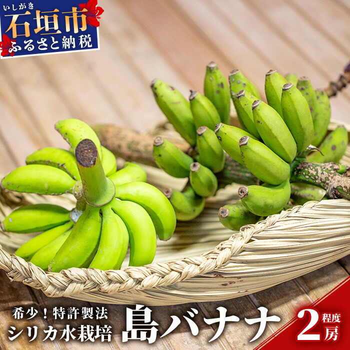 【ふるさと納税】希少！特許製法で作るシリカ水で栽培する特別な「島バナナ」沖縄県石垣市 沖縄 石垣市 石垣島 希少 無農薬 バナナ  島バナナ シリカ水 離島のいいもの 沖縄いいもの石垣島 送料無料 OI-6