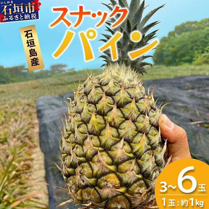 【ふるさと納税】＜先行予約＞ 石垣島産 スナックパイン 3～6玉 (約3～6kg) ＜2026年5月上旬頃より順次発送＞ | 産地直送 沖縄 石垣 パイナップル パイン スナック フルーツ トロピカル 南国 TP-7-1 TP-8-1 TP-9-1