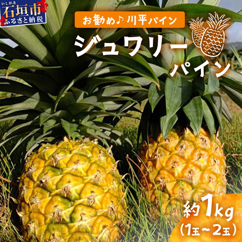 【ふるさと納税】【予約受付】ジュワリーパイン1ｋｇ（1～2玉）《お勧め♪川平パイン》《2025年7月～8月頃順次発送》KN-1