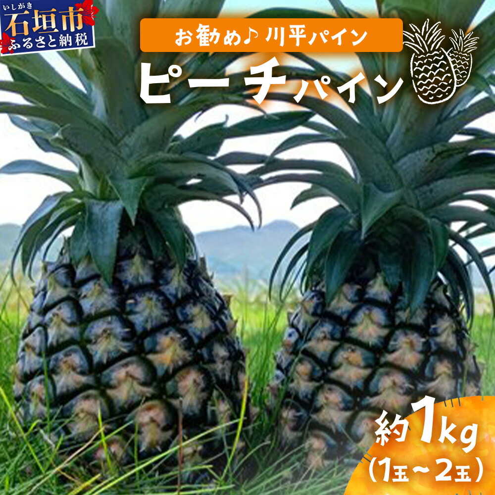 【ふるさと納税】【予約受付】ピーチパイン1ｋｇ（1～2玉）《お勧め♪川平パイン》《2025年5月～7月頃順次発送》KN-4