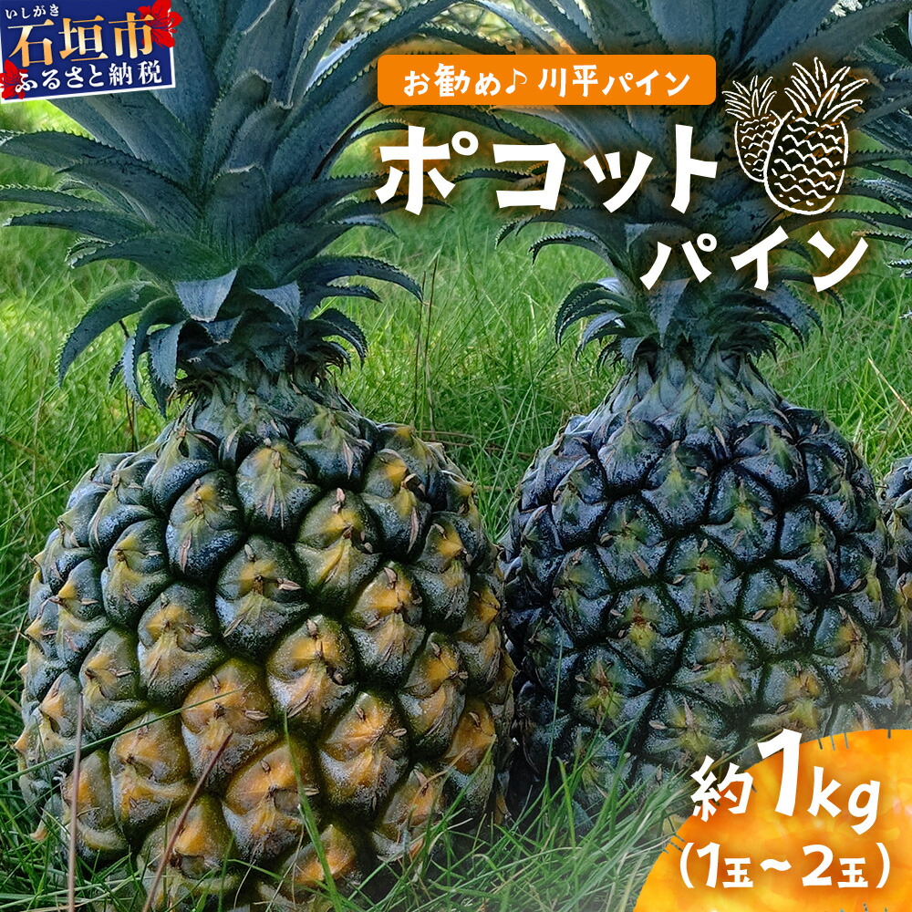 【ふるさと納税】【予約受付】ポコットパイン1ｋｇ（1～2玉）《お勧め♪川平パイン》《2025年5月～7月頃順次発送》KN-3