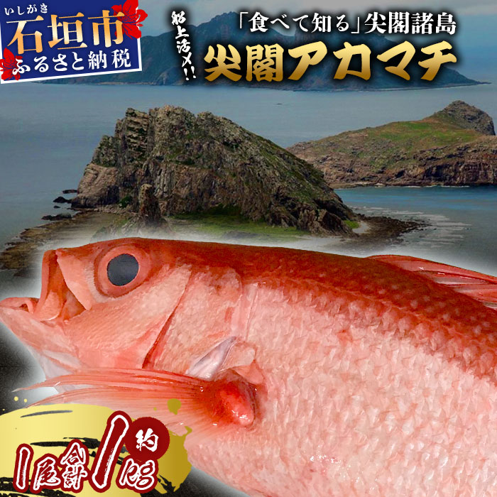 【ふるさと納税】[予約受付]  高級ブランド魚 尖閣赤マチ 1尾 約1kg 下処理済  [沖縄三大高級魚] 尖閣諸島 刺身 焼魚 煮物 鮮魚 冷凍 ムニエル 天然 洋食 和食 白身魚 高級魚 GK-3