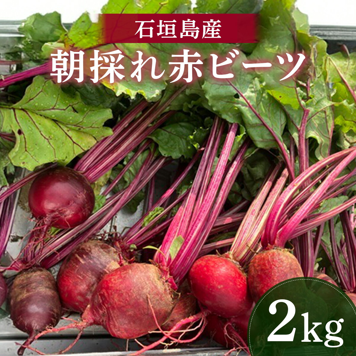 【ふるさと納税】石垣島産 赤ビーツ 2kg ＜2026年1月以降発送＞ | 朝採れ 沖縄県 石垣市 石垣 産地直送 ビーツ 赤ビーツ