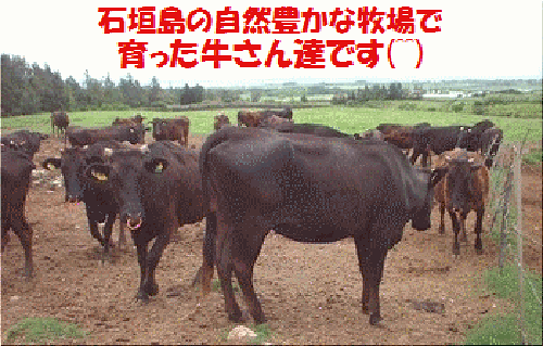 【ふるさと納税】石垣牛・焼肉用お試しセット・200g?2種の盛合せ計400g上カルビ200g上ロース200g沖縄県石垣市送料無料贈答品SI-3