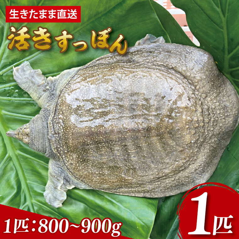 【ふるさと納税】【生きたまま直送】活きすっぽん 1匹 800g～900g｜すっぽん スッポン 養殖 コラーゲン コラーゲンたっぷり 低カロリー 美容 健康 １匹 送料無料 豊見城市産 沖縄県(CS001)