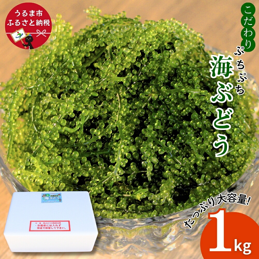 【ふるさと納税】こだわり海ぶどう 1kg【うるま市産】沖縄 ふるさと納税 海ぶどう ぷちぷち 大容量 サラダ 海鮮丼|沖縄県うるま市