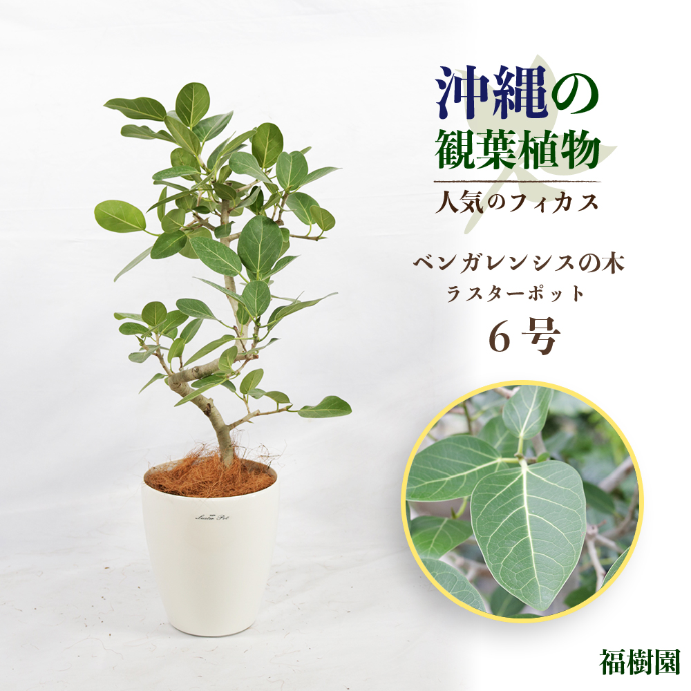 【楽天市場】【ふるさと納税】沖縄の観葉植物 人気のフィカス ベンガレンシス7号 シュエット鉢 観葉植物 フィカス ベンガレンシス 7号 インテリア  鉢セット 鉢付き ７号 シュエット 鉢 インテリアグリーン 緑のある暮らし 沖縄 うるま市 観葉植物 ゴムの木 ...